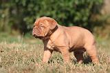 DOGUE DE BORDEAUX 446